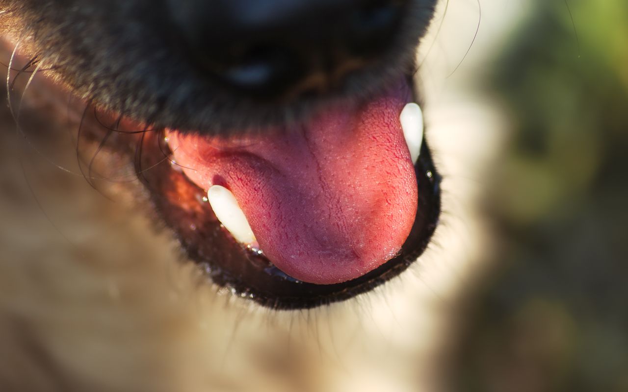 Köpeğin ağzı ve dişleri yakın çekim