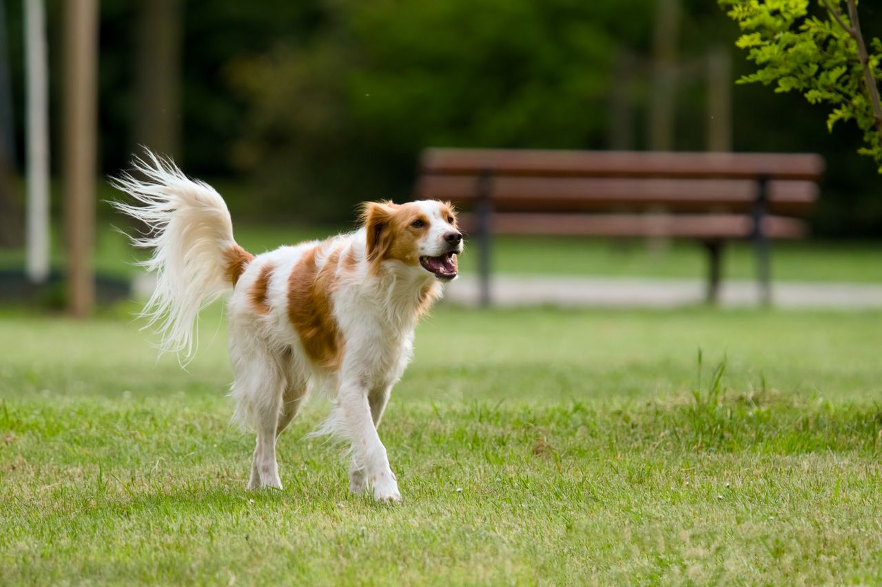Golden Retriever enjoying a walk in the park