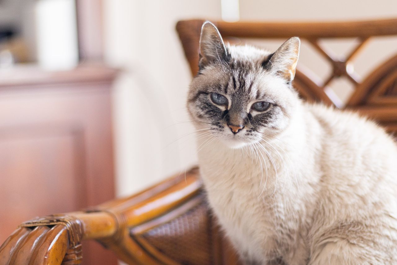 Senior Siamese cat relaxing on chair