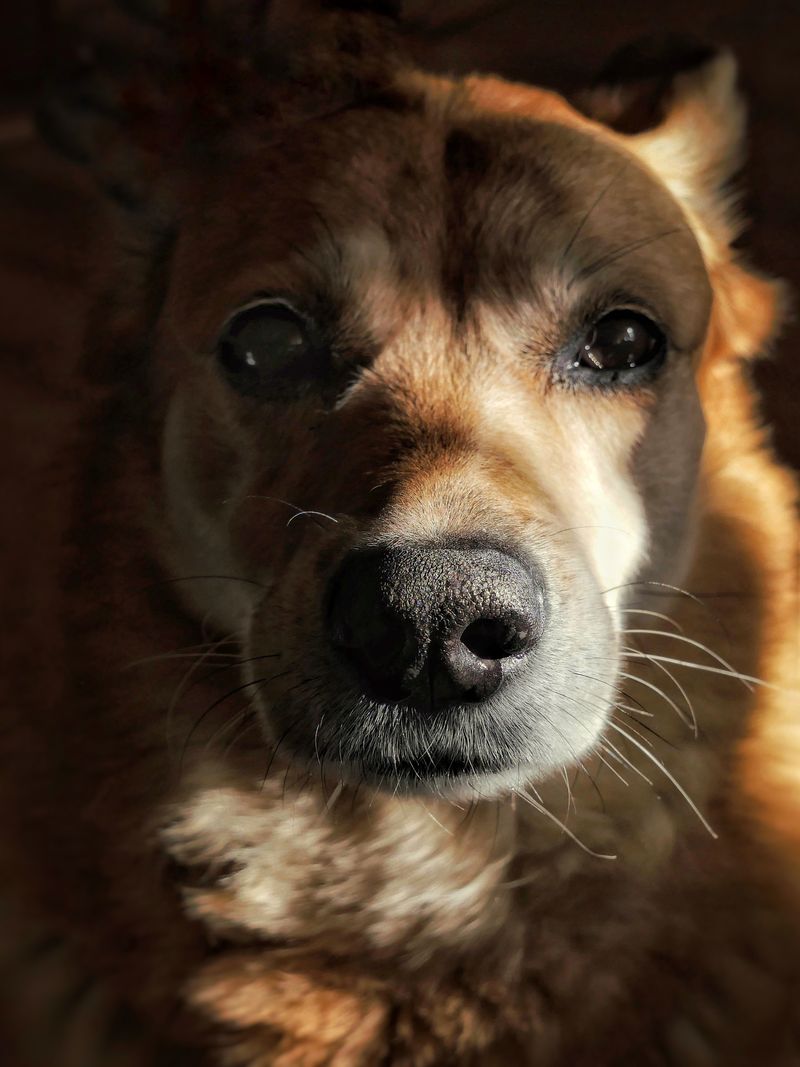Sıcak güneş ışığında Golden Retriever