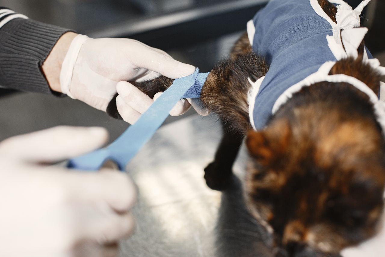 Veterinarian applying bandage to a cat's paw