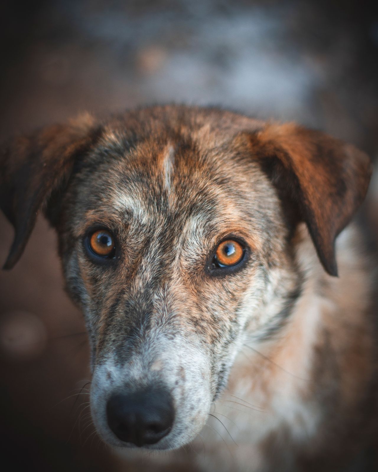 Derin bakışlı köpek portresi yakın çekim