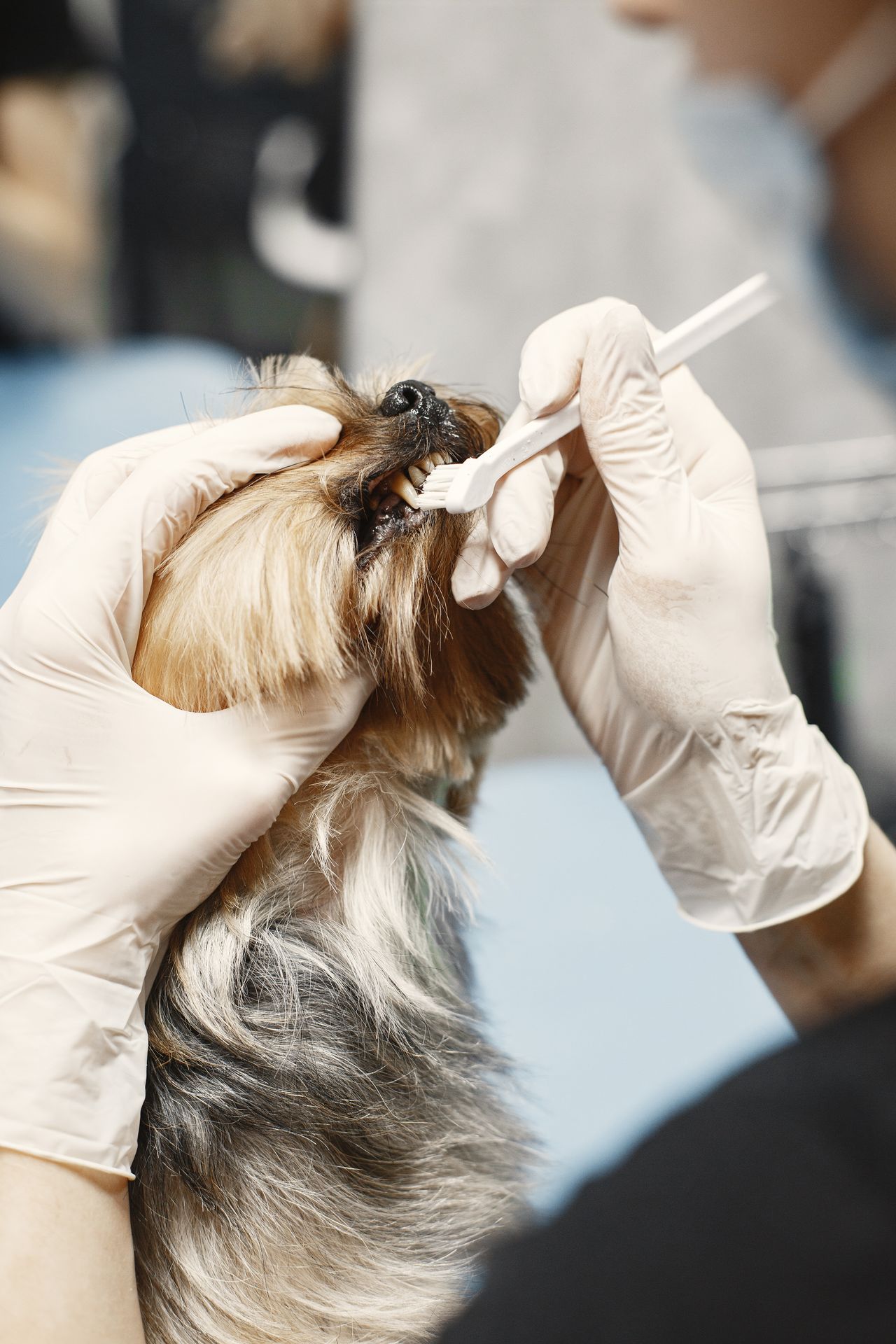 Close-up of dog dental care with toothbrush and gloved hands