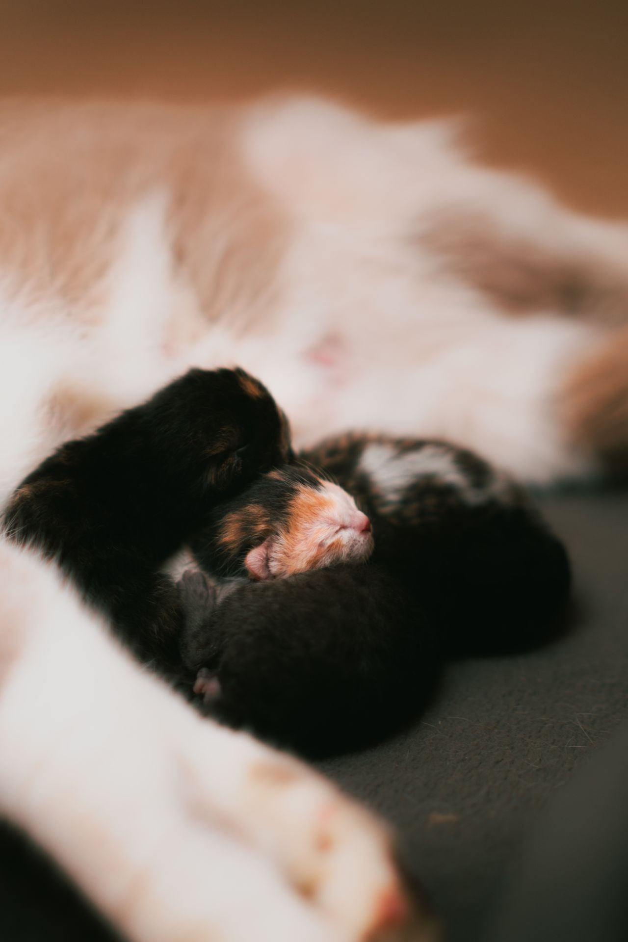 Newborn kittens sleeping with their mother