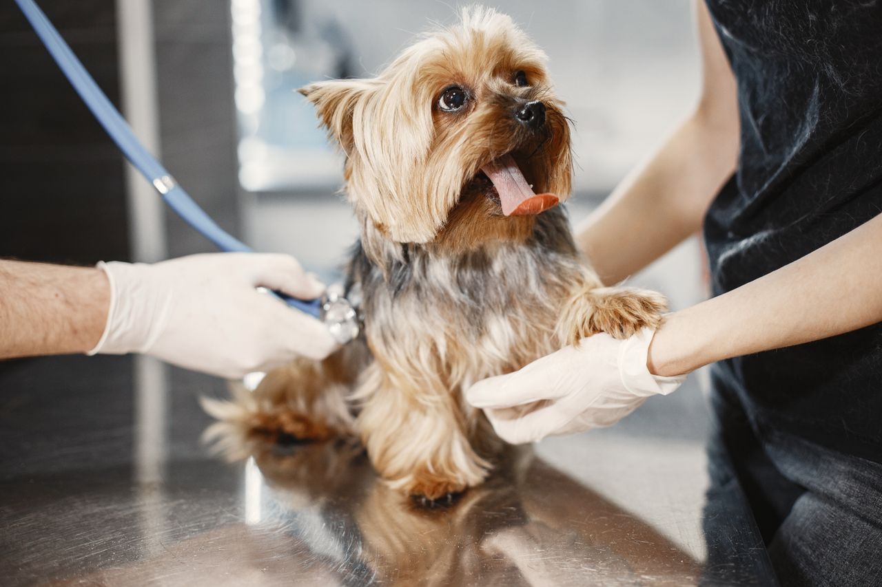 Yorkshire Terrier at vet checkup, gloved hands visible